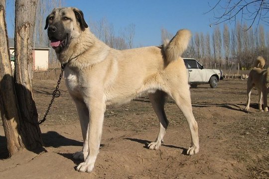 Kangal Hurdacı